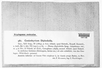Coniella diplodiella image